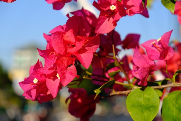 Bougainvillea glabra, mniejsza bugenwilla lub papierowy kwiat, jest najczęstszym gatunkiem czerwonym