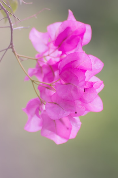 Bougainvillea kwiat w graden.