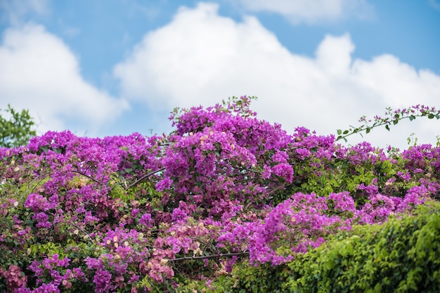 Bougainvillea kwiat z zielonymi liśćmi