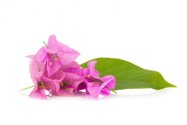 Bougainvillea odizolowywający na białym tle