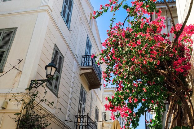 Bougainvillea ozdobny krzew z żywymi kolorowymi kwiatami przed tradycyjnymi domami w Nafplio Grecja