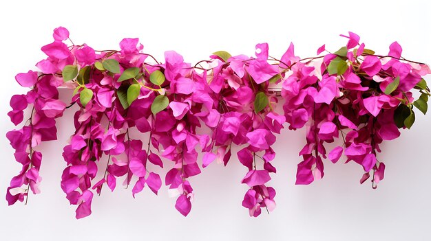 Bougainvillea wiszące rośliny na białym tle