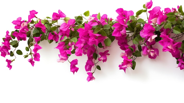 Bougainvillea wiszące rośliny na białym tle