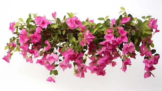 Bougainvillea wiszące rośliny na białym tle