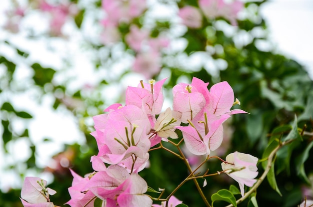 BougainvilleaPapierowy Kwiat