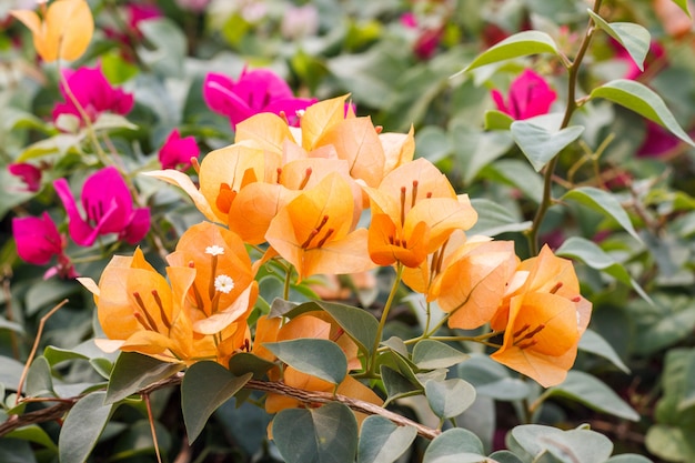 Bougainvilleas Lub Treetop Z Kwiatu Papieru