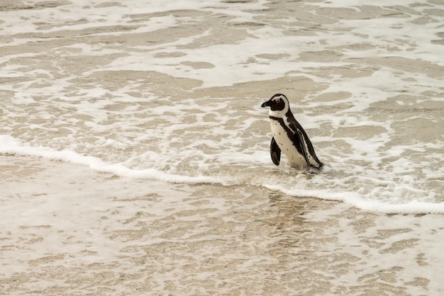 Boulders Beach kolonia pingwinów Simonstown w RPA