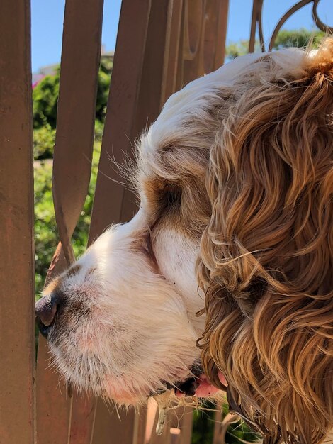 Zdjęcie boule le chien