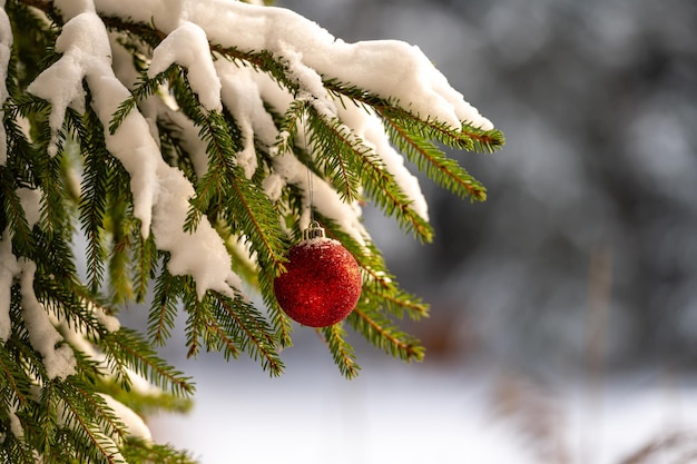 Boże Narodzenie czerwony bauble wiszące na gałęzi choinki pokryte śniegiem Selektywne fokus