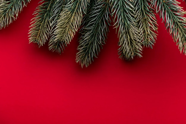 Boże Narodzenie gałęzie jodły na czerwonym tle