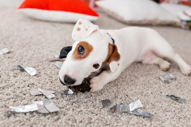 Boże Narodzenie i koncepcja zwierzaka - Jack russell terrier szczeniak gryzie jodłę.