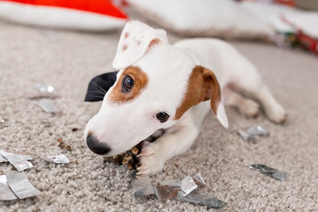 Boże Narodzenie i koncepcja zwierzaka - Jack russell terrier szczeniak gryzie jodłę.