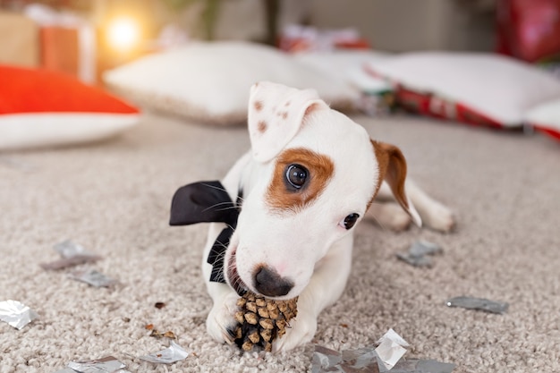 Boże Narodzenie i koncepcja zwierzaka - Jack russell terrier szczeniak gryzie jodłę.