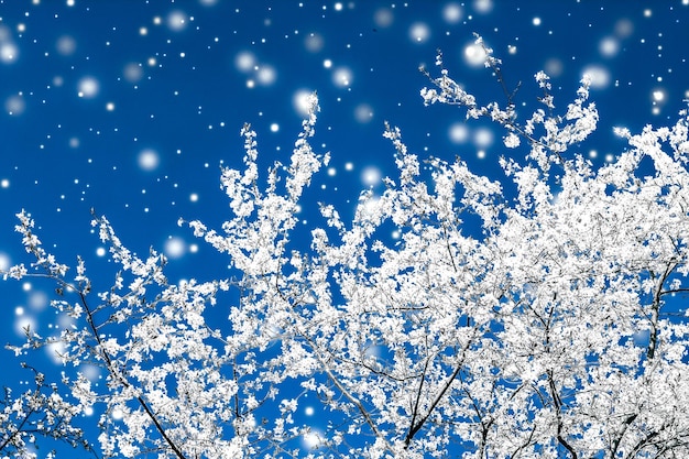 Boże Narodzenie Nowy Rok niebieski kwiatowy tło karta świąteczna projekt kwiat drzewo i śnieg brokat jako tło promocji sprzedaży w sezonie zimowym dla luksusowej marki kosmetycznej