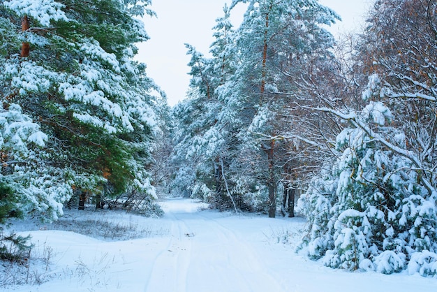 Zdjęcie boże narodzenie panorama zimowy las sosny i świerka w śniegu na gałęziach. krajobraz.