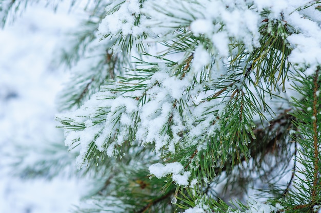Boże Narodzenie pokryte śniegiem gałęzie sosny z bliska
