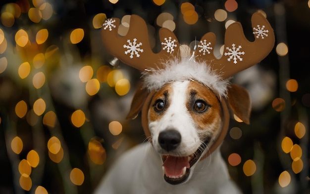 Boże Narodzenie Tło Z Jack Russell Psem W Party Hat. Koncepcja Wakacje Nowy Rok.