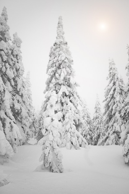 Bożenarodzeniowy śnieżny ranek w drewnach