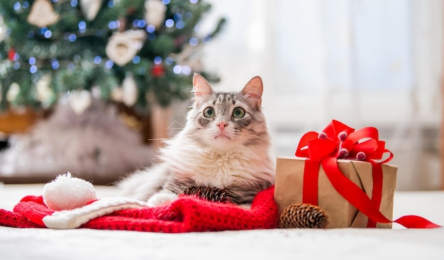 Bożonarodzeniowy kot Portret grubego puszystego kota obok pudełka na prezent na tle choinki i świateł girland