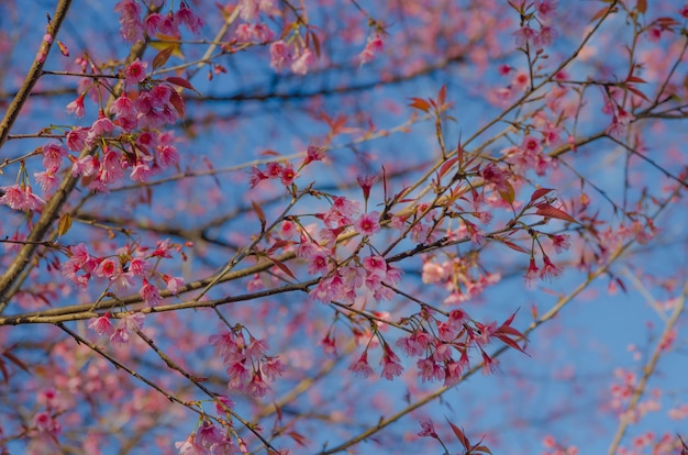 Zdjęcie brach of wild himalayan cherry na drzewie