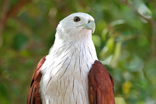 Brahminy Kite Haliastur Indus Beautiful Birds Of Thailand