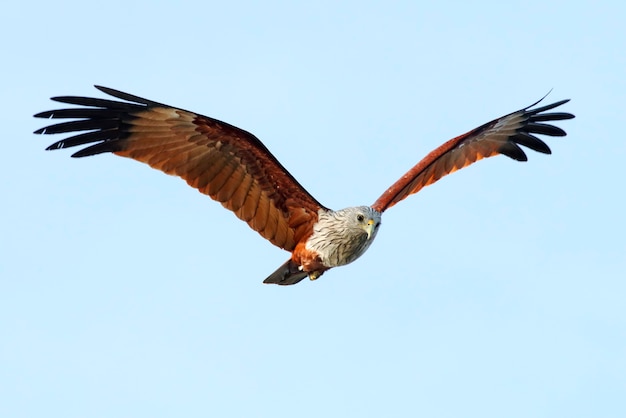 Brahminy Kite Haliastur Indus Ptaki Latające Na Niebie