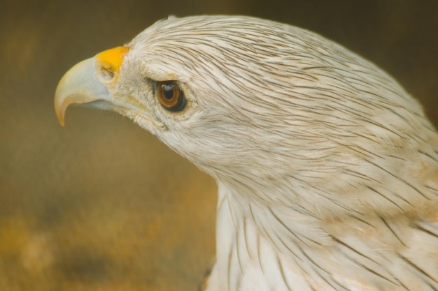 Brahminy Kite wygląda , Brahminy Kite jest średniej wielkości ptakiem. Ma czerwonobrązową sierść.