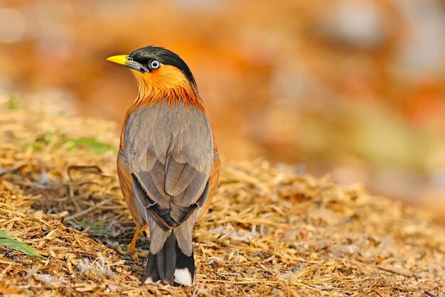 Zdjęcie brahminy starling