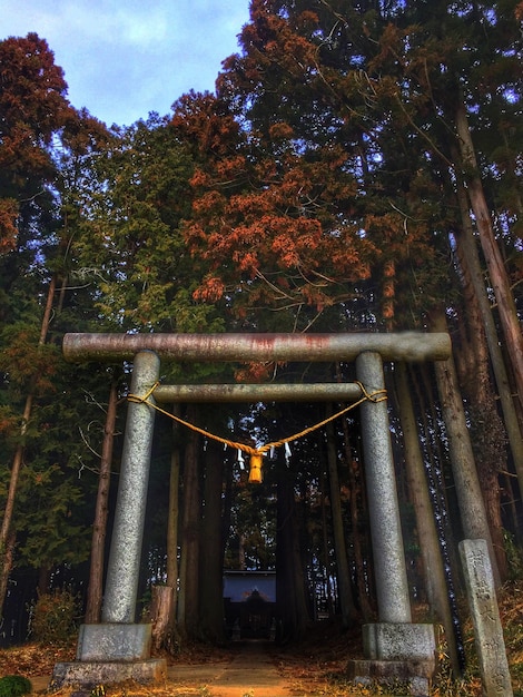 Zdjęcie brama torii pośród drzew.