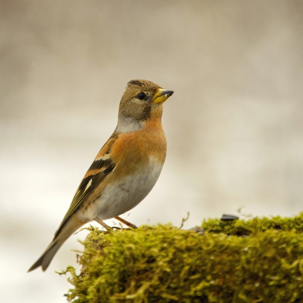 Brambling (Fringilla montifringilla) na zimowym karmniku dla ptaków.