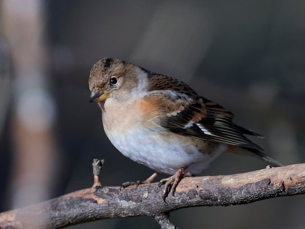 Zdjęcie brambling fringilla montifringilla