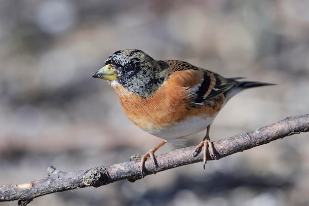 Brambling Fringilla montifringilla