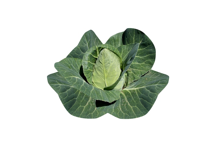 Zdjęcie brassica oleracea lub kapusta na białym tle