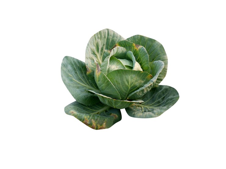 Zdjęcie brassica oleracea lub kapusta na białym tle