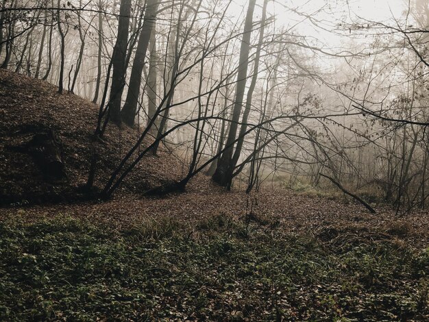 Brąz spada z drzew i gałęzi w mglistym i mglistym lesie w sezonie jesiennym Tajemnicza, straszna atmosfera nawiedzonego lasu w leśnym parku wiejskim w wigilię wszystkich świąt