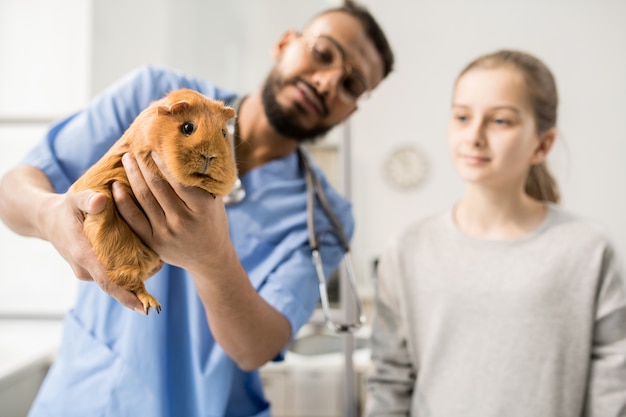 Brązowa dorosła świnka morska w rękach współczesnego lekarza weterynarii podczas badania w klinikach