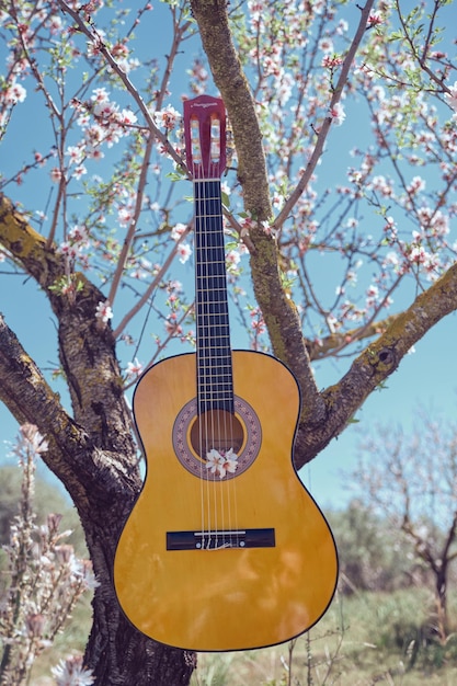 Zdjęcie brązowa gitara akustyczna wisząca na drzewie z kwitnącymi kolorowymi kwiatami migdałów w lesie w słoneczny letni dzień na tle błękitnego nieba