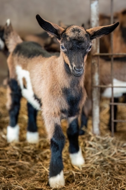 Brązowa koza w rolnictwie ekologicznym i przemyśle mleczarskim
