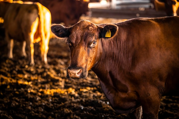 Brązowa krowa Angus na farmie bydła w oborze