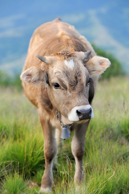 Zdjęcie brązowa krowa na halnych pastwiskach. letni dzień