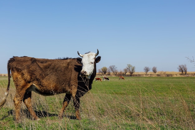Brązowa krowa pasąca się na zielonym polu i miejsce na Twój tekst