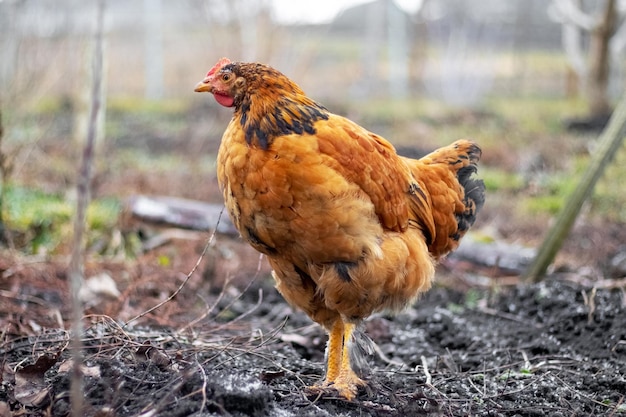 Brązowa kura w ogrodzie wczesną wiosną Hodowla kurczaków