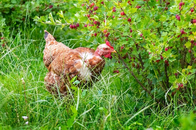 Brązowa kurczak w ogrodzie pieka jagody gąsienicowe