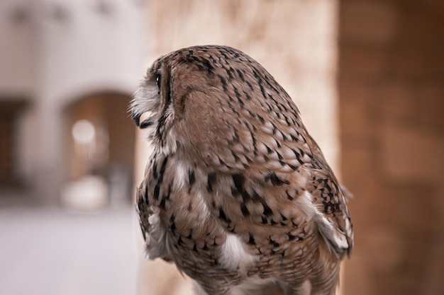 Brązowa Sowa w zoo