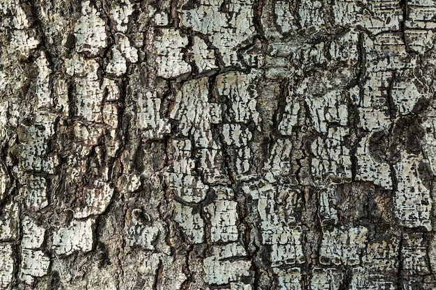 Brązowa tekstura skóry drzewa