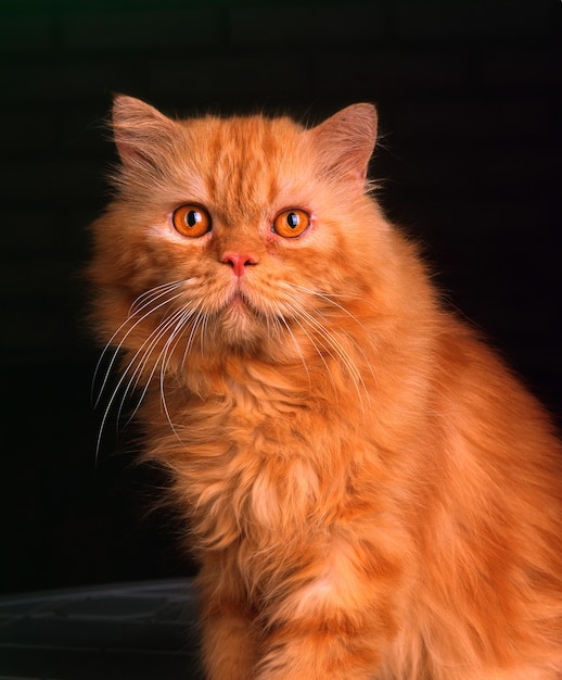 Brązowa twarz kota z żółtymi oczami w zbliżeniu i czarnym tle