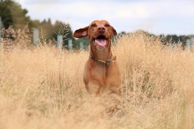 Brązowa vizsla pośród suchych roślin na polu