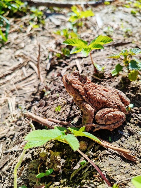 Zdjęcie brązowe fergusony żaba bufo fergusonii