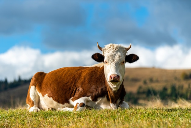 Brązowe Górskie Krowy Pasące Się Na Pastwisku W Lecie. Pojęcie Rolnictwa