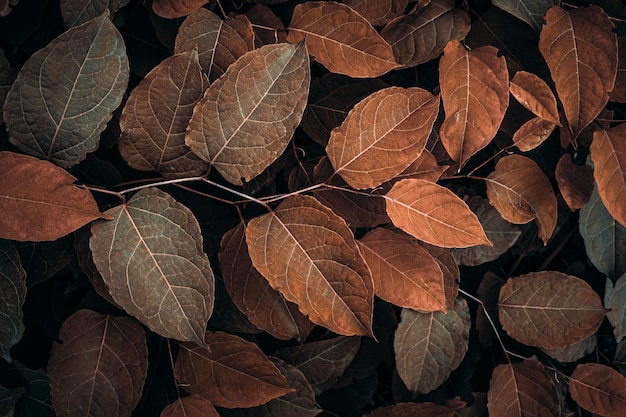 brązowe japońskie liście rdestowców w sezonie jesiennym brązowe tło